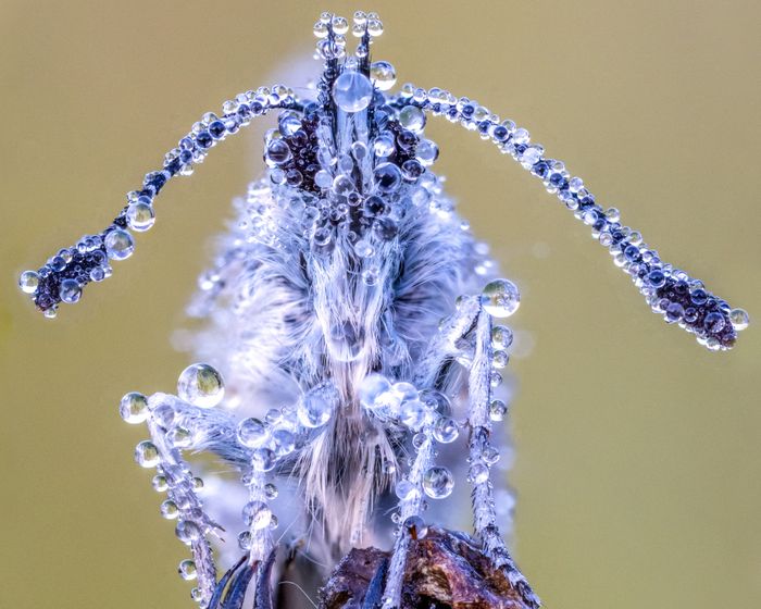 Macro Photography Course with Oliver Wright