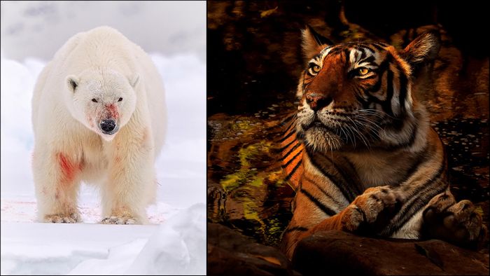 Wildlife Photography Course with Andy Rouse