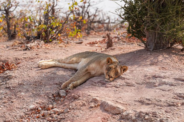 Botswana Photo Safari