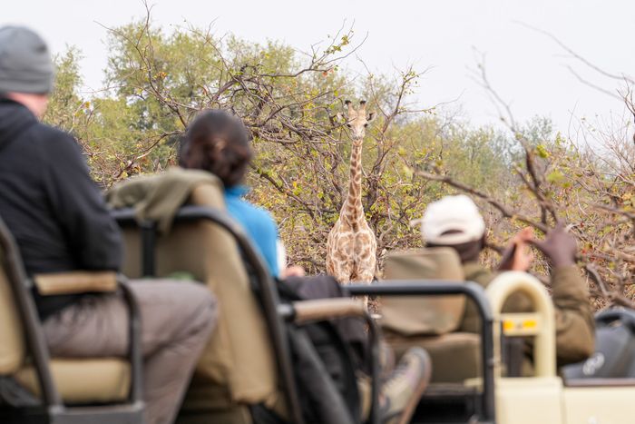 Botswana Photo Safari