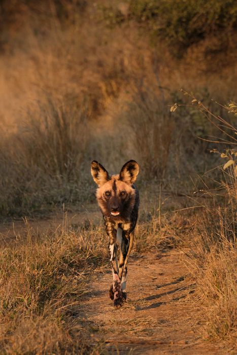 South African Photo Safari