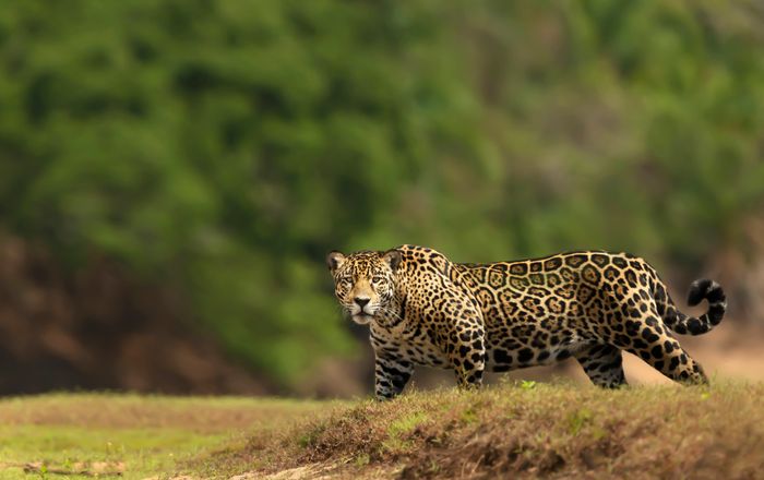 Jaguars of the Pantanal Photo Tour