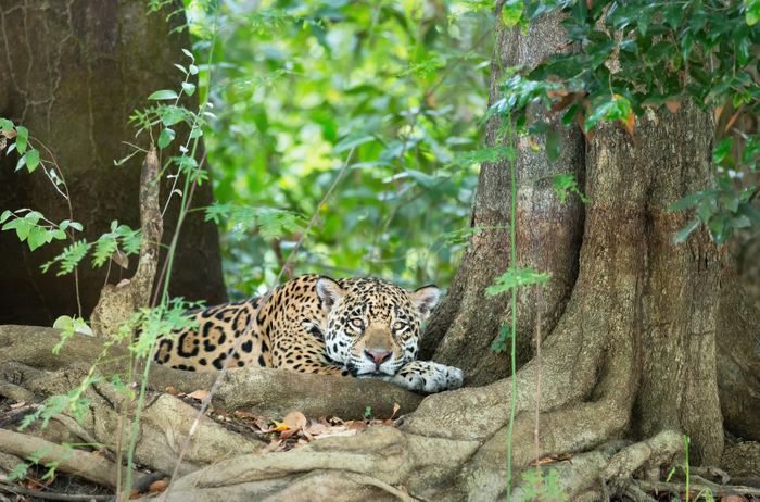 Jaguars of the Pantanal Photo Tour