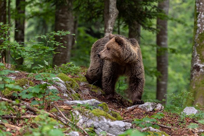 Bears of Slovenia Photo Tour