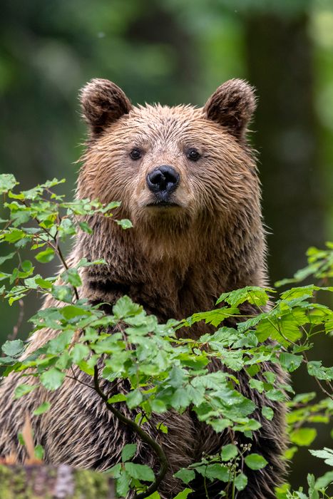 Bears of Slovenia Photo Tour