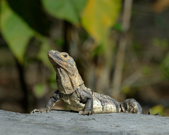 Costa Rica Photo Tour