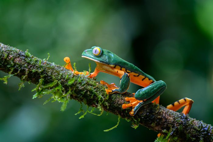 Costa Rica Photo Tour