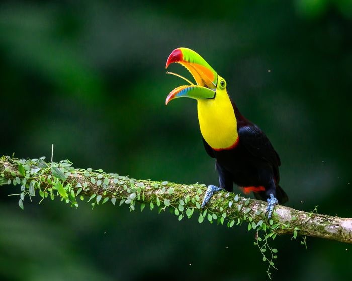 Costa Rica Photo Tour