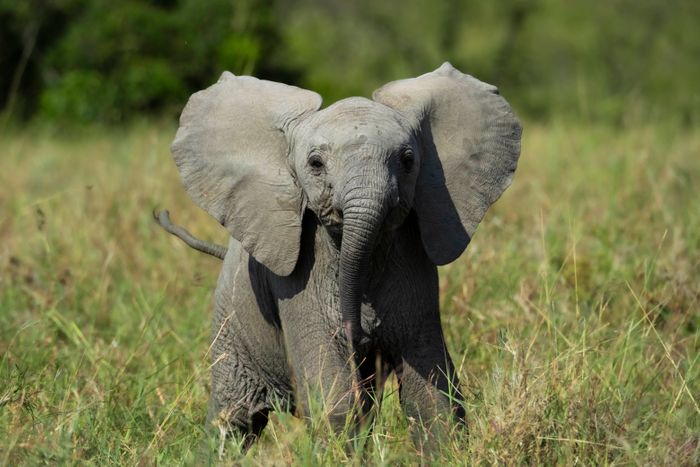 Maasai Mara Wildlife Photography & Conservation Workshop