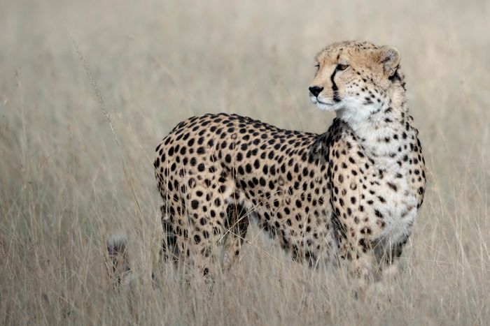 Maasai Mara Wildlife Photography & Conservation Workshop