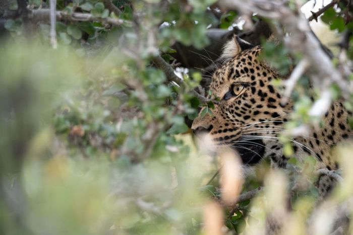 Maasai Mara Wildlife Photography & Conservation Workshop