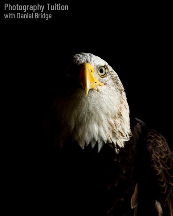 Birds of Prey Photography Workshops