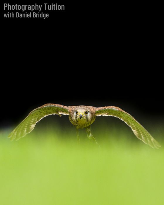 Birds of Prey Photography Workshops