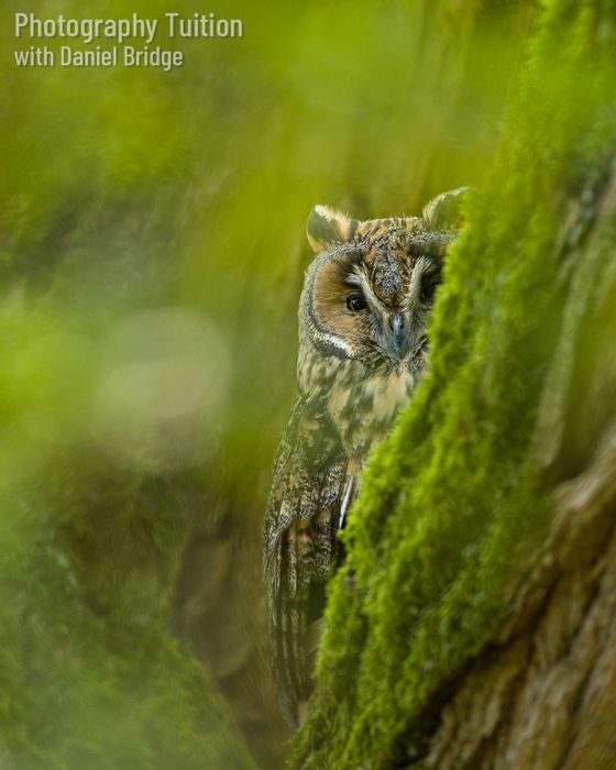 Birds of Prey Photography Workshops
