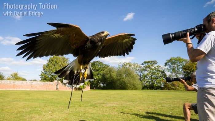 Birds of Prey Photography Workshops