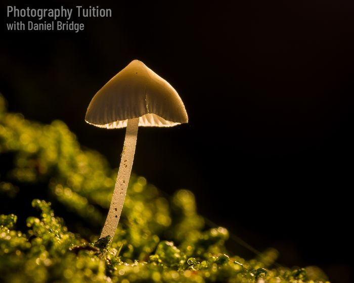 Close-up and Macro Nature Photography Workshops