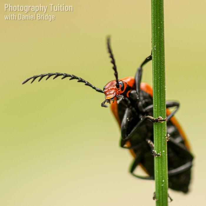 Close-up and Macro Nature Photography Workshops