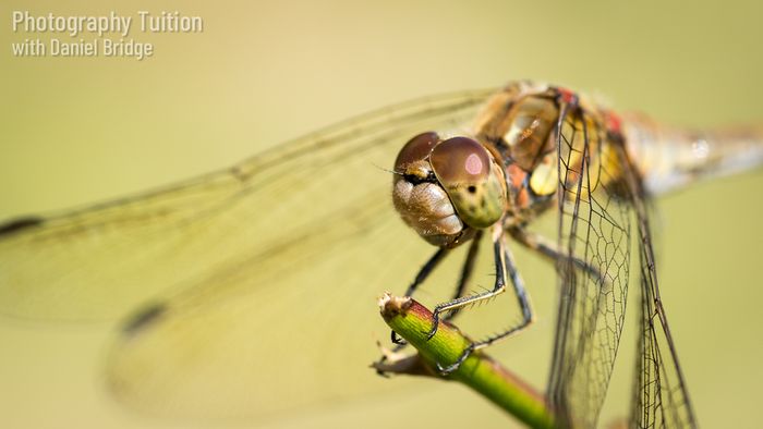 Close-up and Macro Nature Photography Workshops