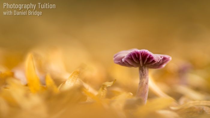 Close-up and Macro Nature Photography Workshops