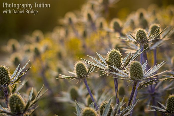 Art of Garden Photography Workshops