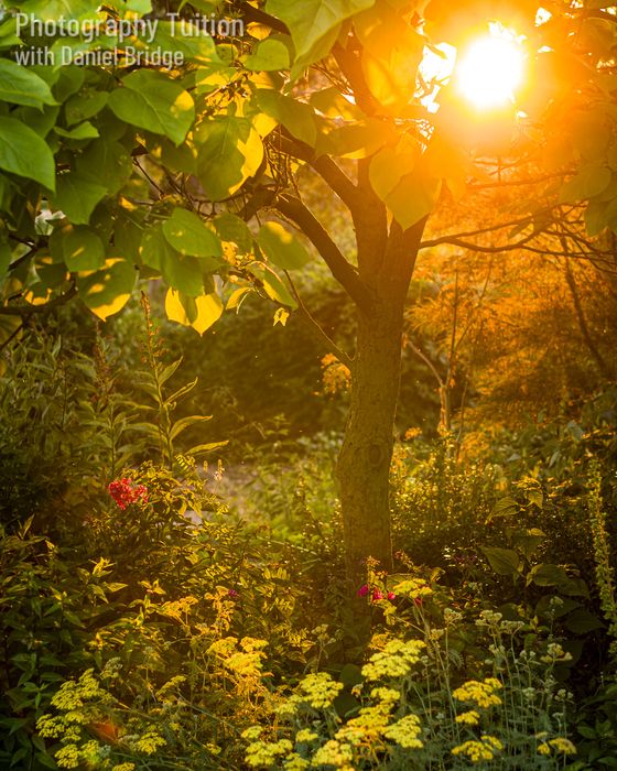 Art of Garden Photography Workshops