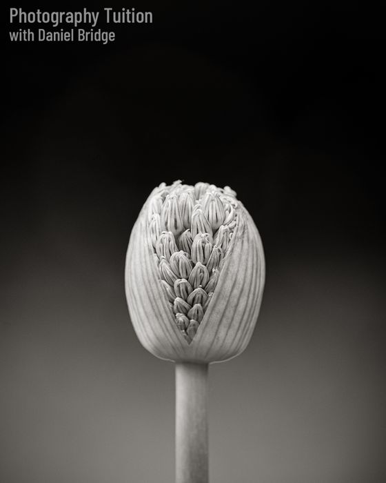 Art of Garden Photography Workshops