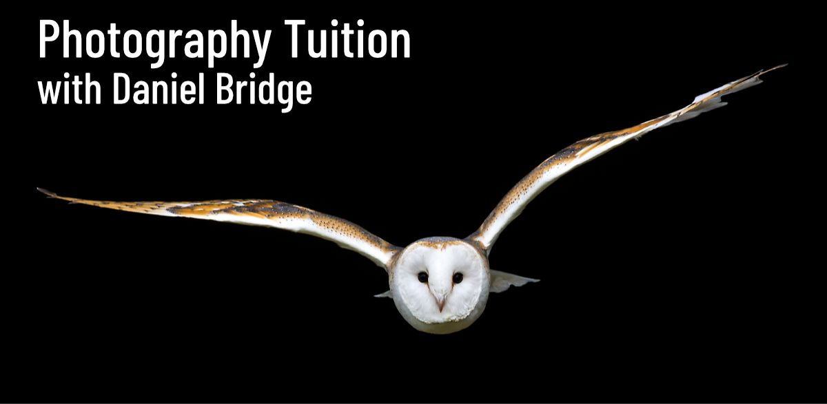 Daniel Bridge Photography