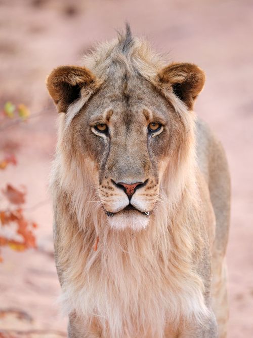 Botswana Photo Safari - Women only!