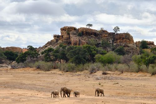 Botswana Photo Safari