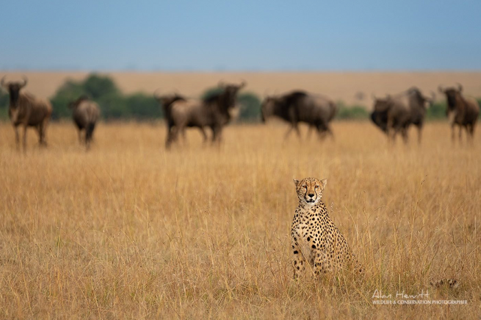 South Africa Photo Safari