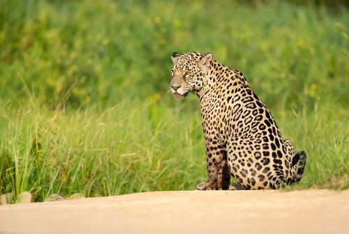 Jaguars of the Pantanal Photo Tour