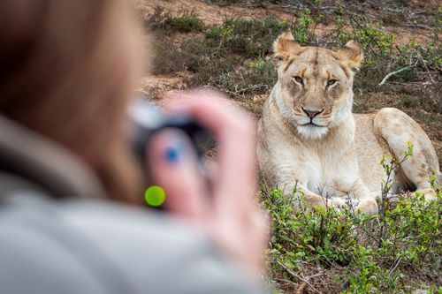 Wildlife Photography Internship, South Africa