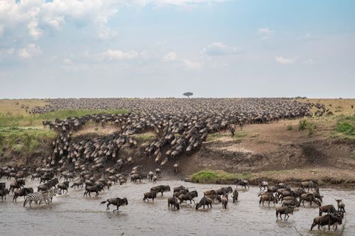 Maasai Mara Wildlife Photography & Conservation Workshop