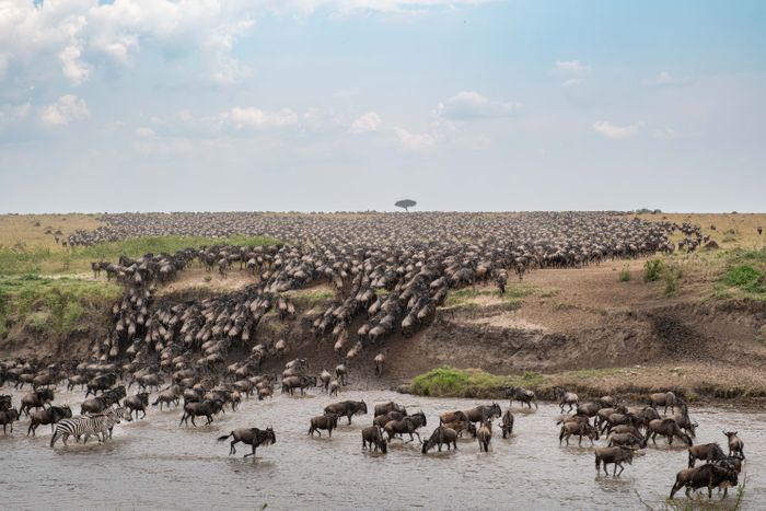 Maasai Mara Wildlife Photography & Conservation Workshop