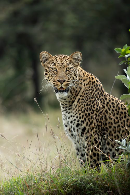  Leopards of Luangwa Photo Safari, Zambia