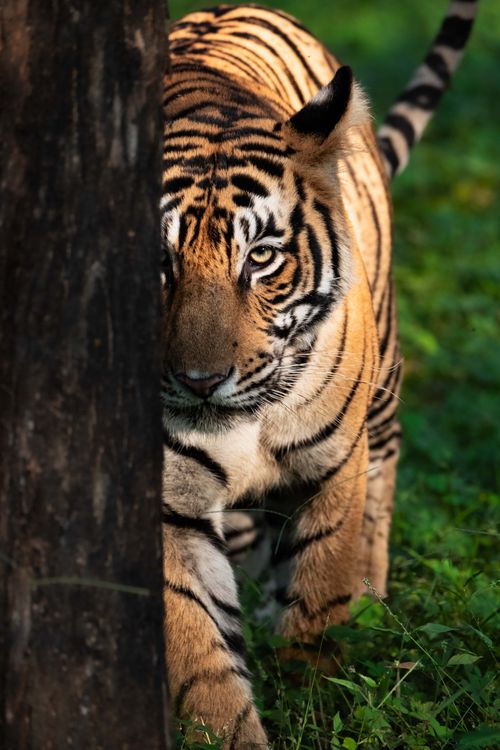 Tigers of India Photo Tour