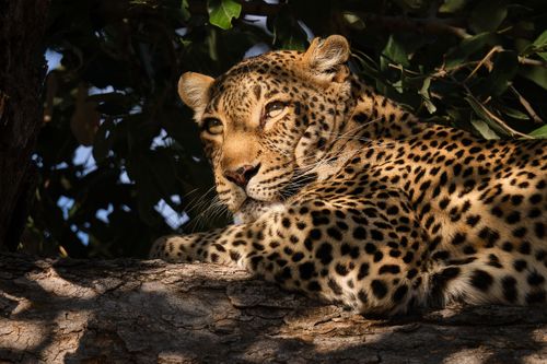 Win A Photo Safari To Botswana!