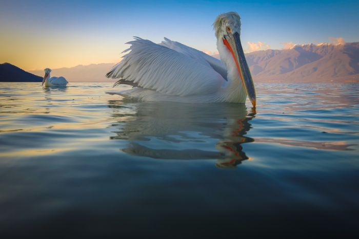 Wildlife Photography Workshops