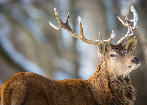 Yellowstone Photography Workshop