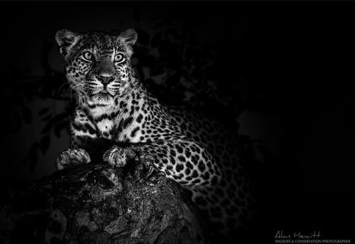 South Africa Photo Safari