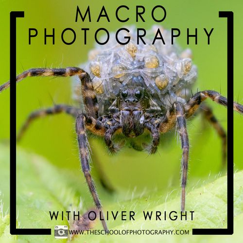 Macro Photography Course with Oliver Wright