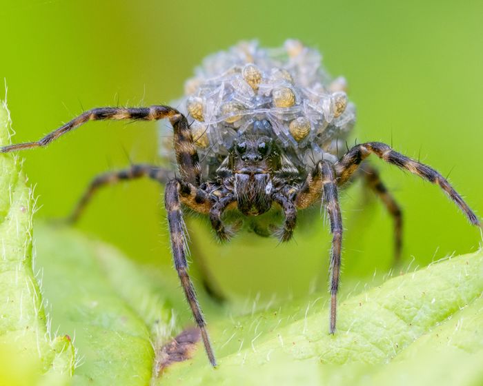 Macro Photography Course with Oliver Wright
