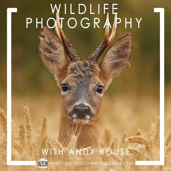 Wildlife Photography Course with Andy Rouse