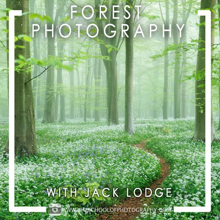 Forest Photography with Jack Lodge