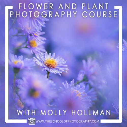 Flower and Plant Photography Course with Molly Hollman