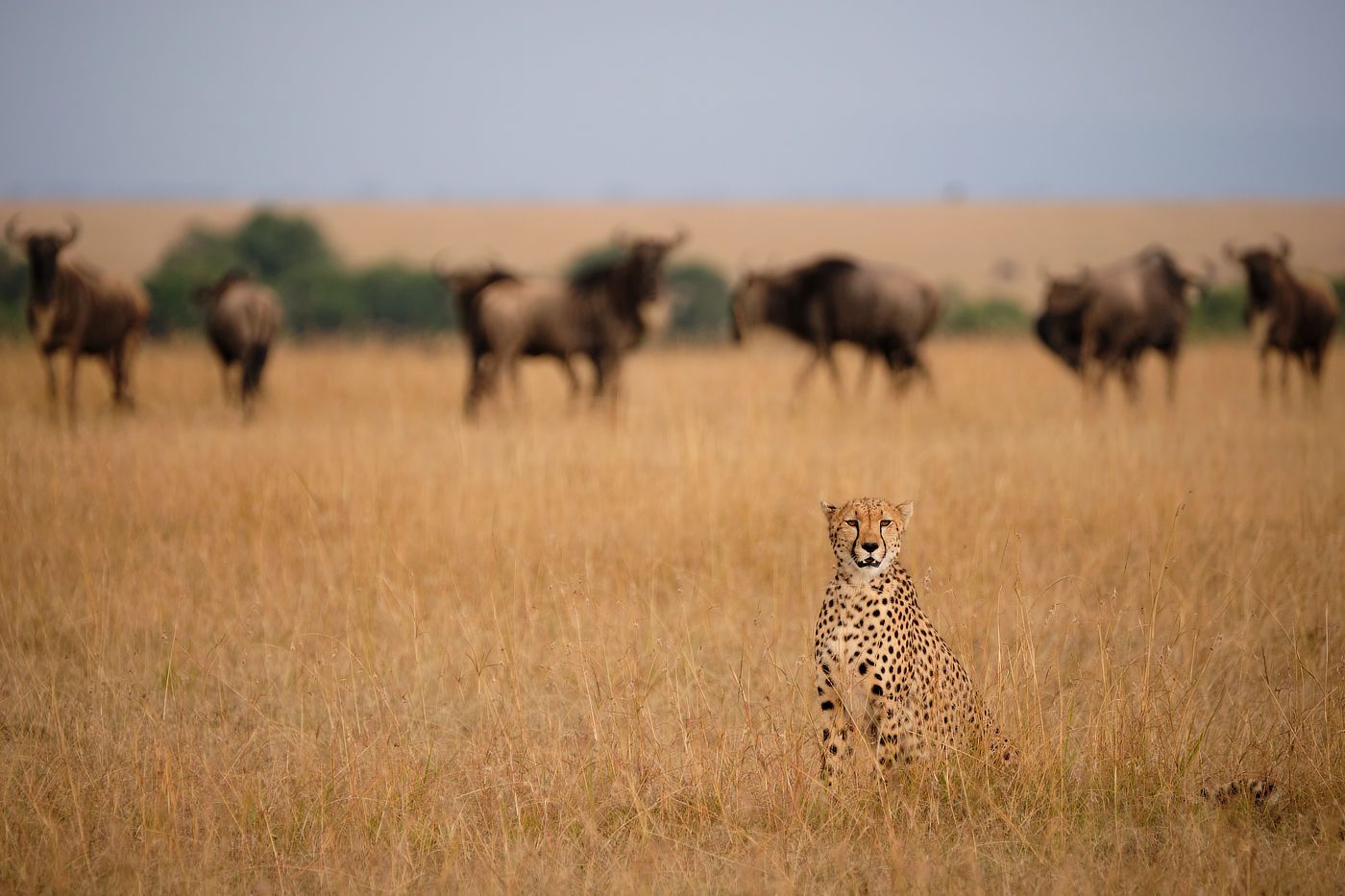 Cover image - Penda Photo Tours