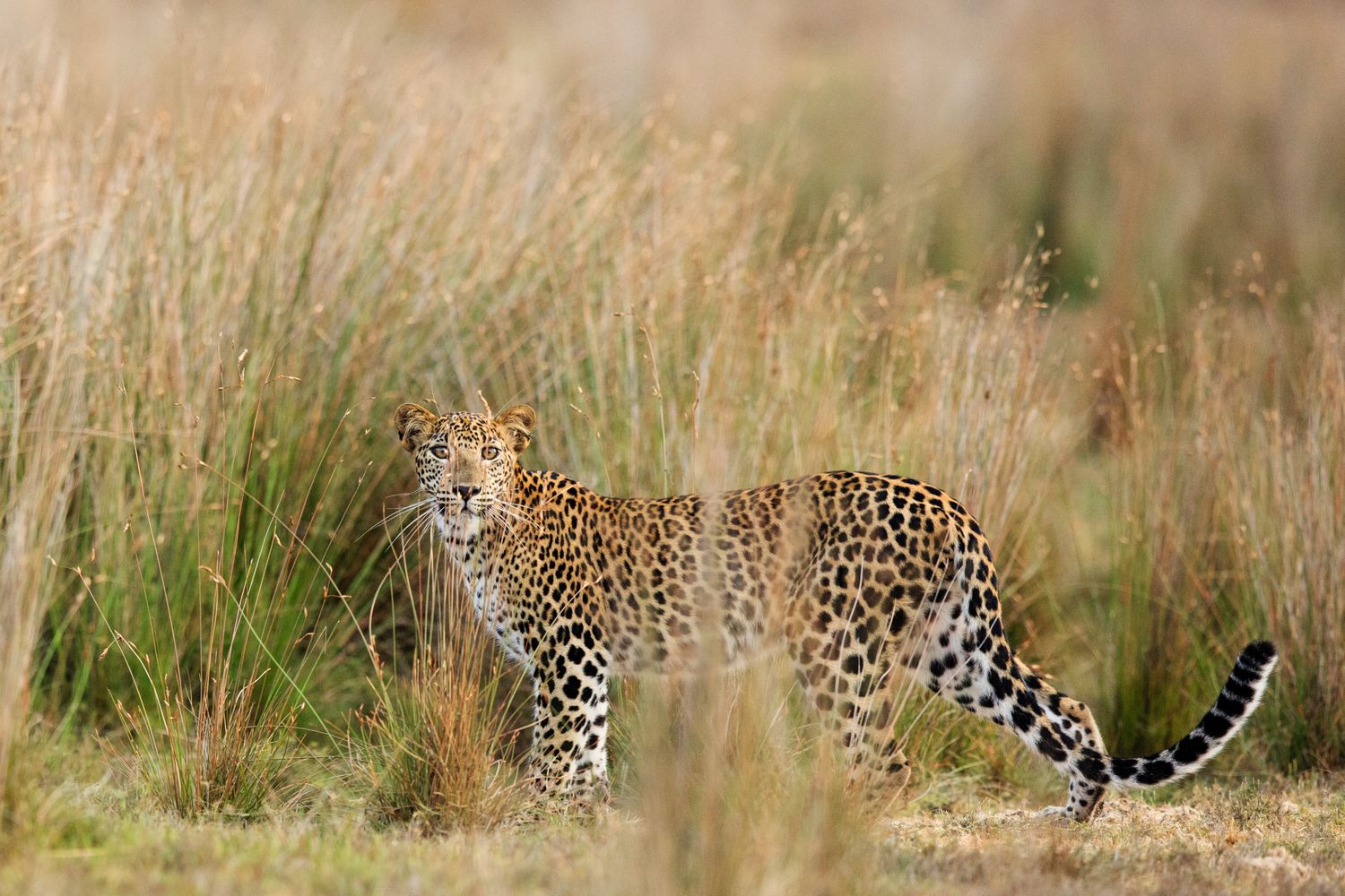 Cover image - Natural World Explorer