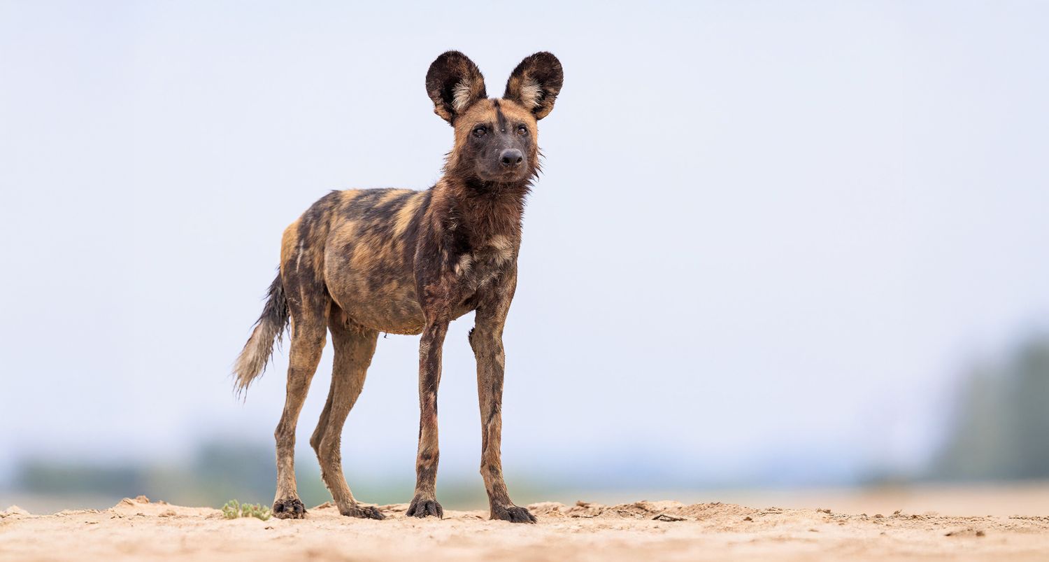 Cover image - Wildlife Worldwide