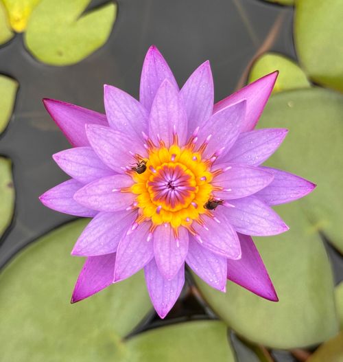 Nymphaea Nouchali