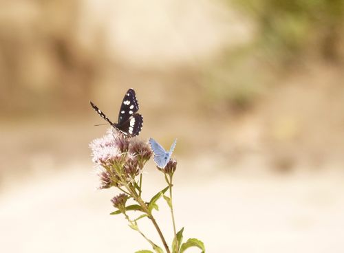 Black and Blue
